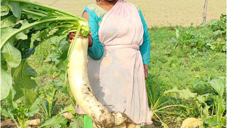 मूली नहीं इसे बाहुबली कहिए जनाब, जानें क्या है इसकी खासियत