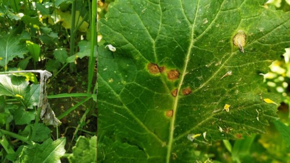 सरसों की फसल में शाम को 3 बजे के बाद ही करें छिड़काव, वरना होगा भारी नुकसान - Spray on mustard crop only after 3 pm otherwise there will be huge loss