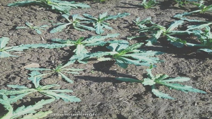 ठंड कम पड़ने से अफीम के पौधों का सही विकास नहीं हो पा रहा है