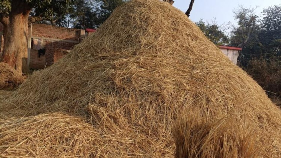 पराली नहीं जलाते हैं इस गांव के किसान, इस तरह करते हैं इस्तेमाल - Parali  burning issue farmers in this village did not parali to decompose it  agriculture news -