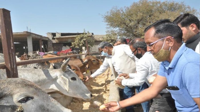 दुधारू पशुओं में फैलता है थनैला रोग