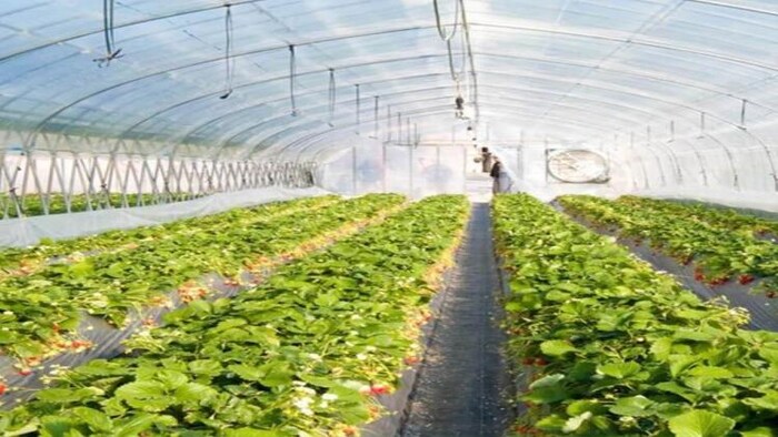 Polyhouse Farming