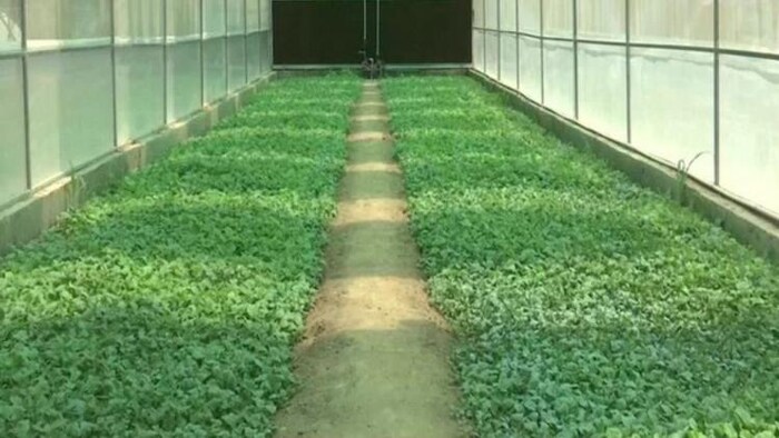 पॉली हाउस में खेती