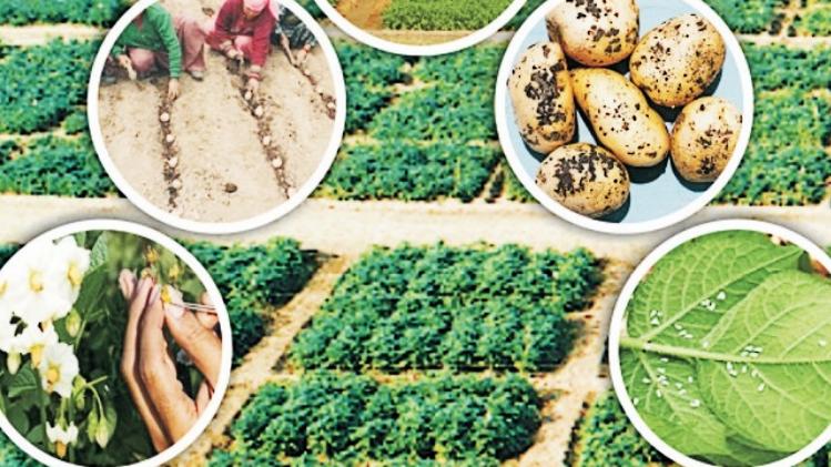 आलू-टमाटर की खेती में लग सकता है झुलसा रोग, ध्यान रखें किसान...वरना होगा नुकसान - advisory for farmers Potato tomato crop can be affected by blight disease kisan should be careful otherwise