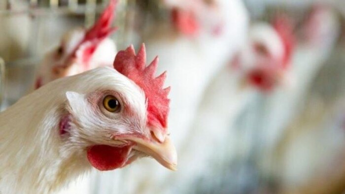 मुर्गी पालन