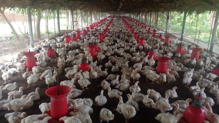 पोल्ट्री फार्म में पल रहे ब्रॉयलर मुर्गे.