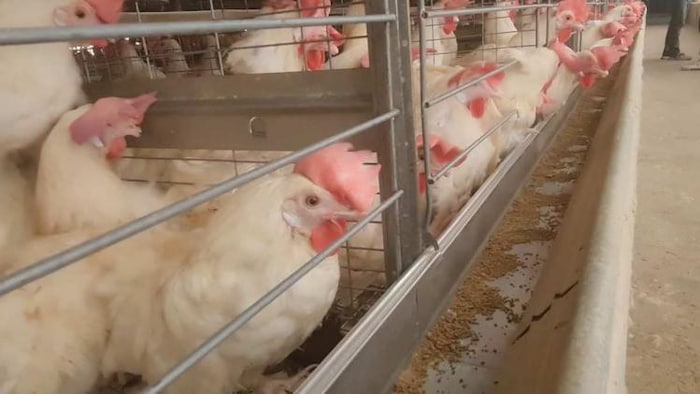 पोल्ट्री फार्म के दड़बों में मुर्गियां.