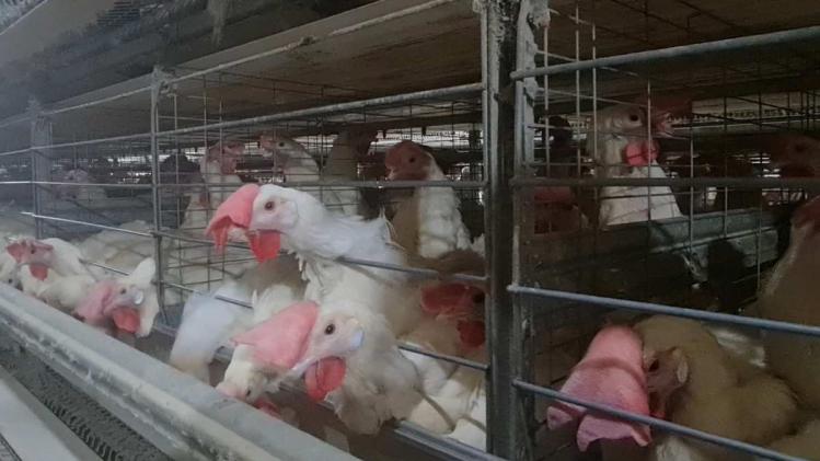 पोल्ट्री फार्म का प्रतीकात्मक फोटो.