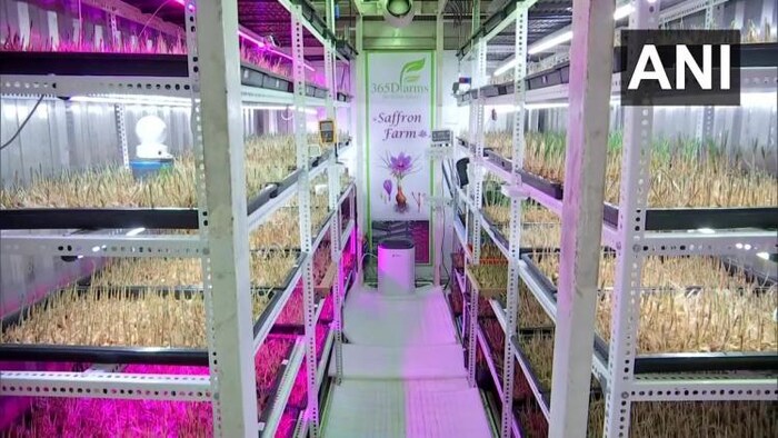 एरोपोनिक तकनीक से केसर की खेती (फोटो साभार:-एएनआई)