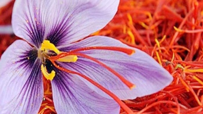 10 सालों में देश में ढाई गुना होने लगी केसर की उपज