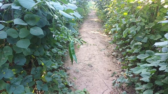 समन्वित खेती