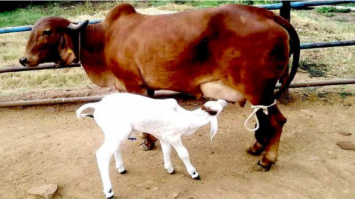 मादा बछिया