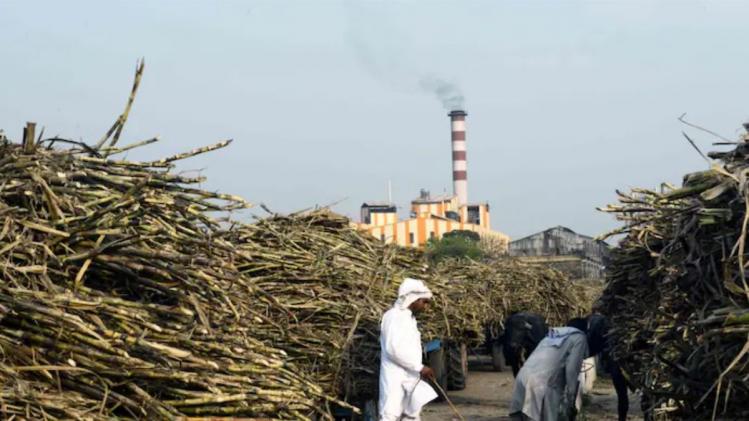 गन्ने की क‍िस्मों को बेहतर बनाने के ल‍िए काम कर रही शुगर इंडस्ट्री, मोटा खर्च करने की तैयारी