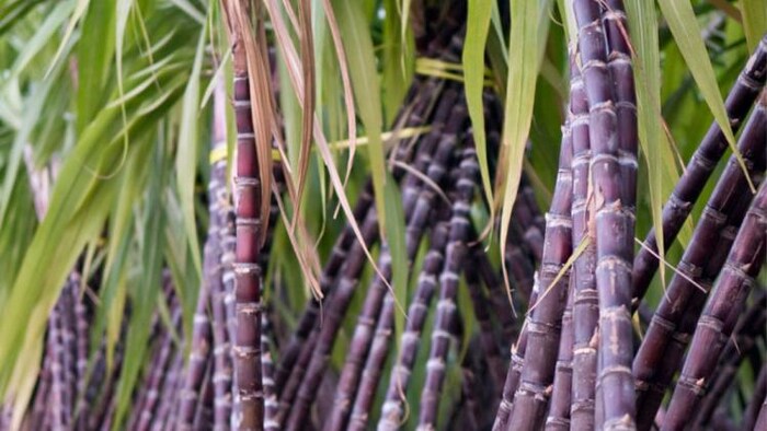 तमिलनाडु के किसानों ने सरकार से राशन की दुकानों के माध्यम से गन्ना वितरित करने की मांग की