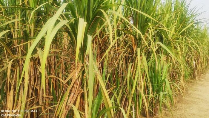 हरियाणा में अभी कितना है गन्ने का भाव.