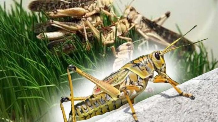 टिड्डी झुंड