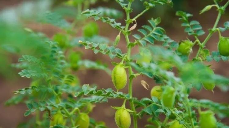 Diseases in Gram Crop: चने की फसल में लगने वाले प्रमुख रोग और उनका प्रबंधन
