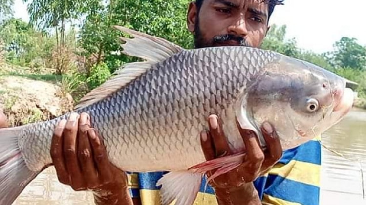 मुख्यमंत्री मत्स्य संपदा योजना से मिला 39 लाख  मछुआरों को फायदा