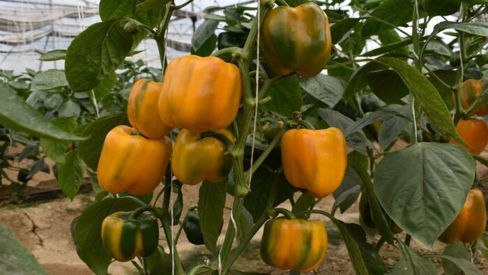 भारत से बढ़ा फलों, सब्जियों और प्रोसेस्ड फूड का निर्यात