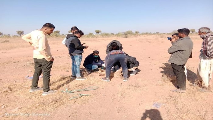 बीमार भेड़ों का इलाज करती पशुपालन विभाग की टीम. फोटो- सुमेर सिंह