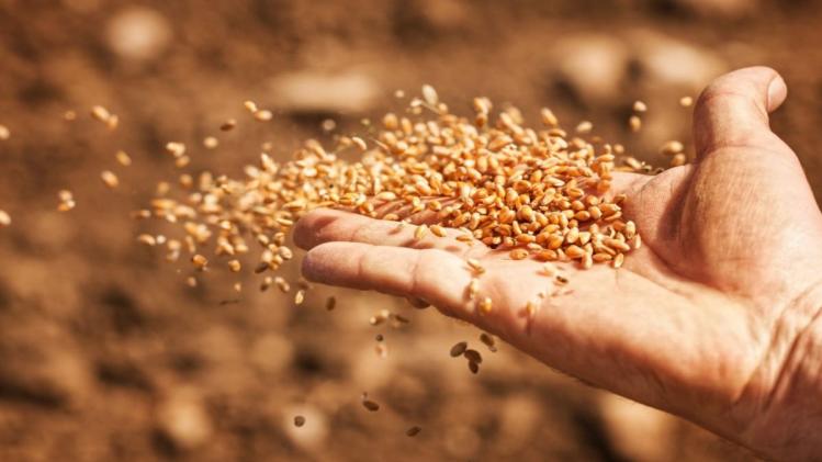 Wheat Varieties: दिसंबर में गेहूं की इन पछेती किस्मों की बुवाई कर किसान पाएं बंपर पैदावार 