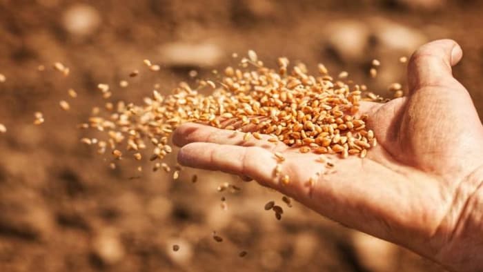 गेहूं