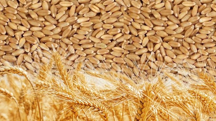 गेहूं के दाम को कम करने की कोशिश में जुटी सरकार?