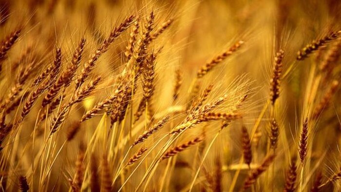 Wheat Price may Increase