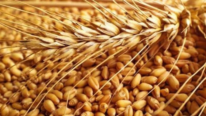 देश के गेहूं उत्पादन में 2.75 मिलियन टन की गिरावट