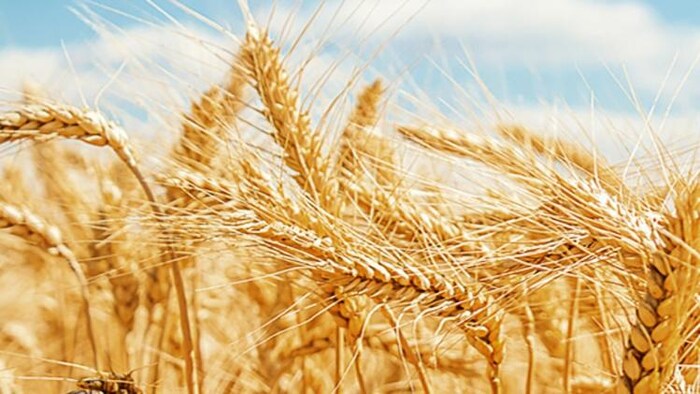 मार्च में ज्यादा गर्मी गेहूं उत्पादन के लिए क्यों है खतरनाक?