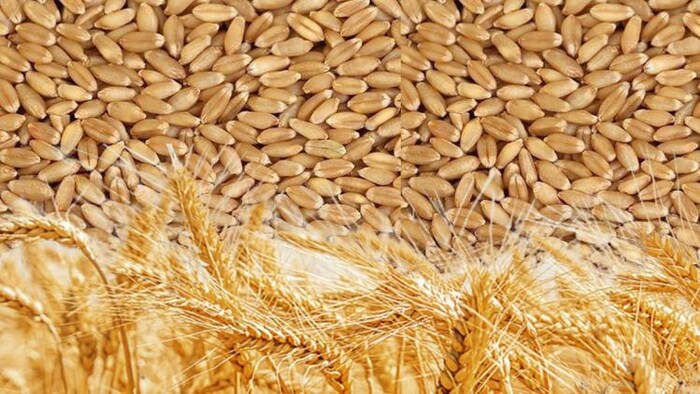 गेहूं की बुवाई का एरिया बढ़ा.