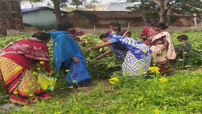 खेत से बैगन तोड़ती महिला किसान फोटोः किसान तक