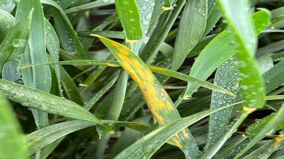 ध्यान दें किसान, गेहूं में लगने वाले ये रोग पहुंचा सकते हैं फसल को नुकसान - Wheat diseases and methods of prevention -
