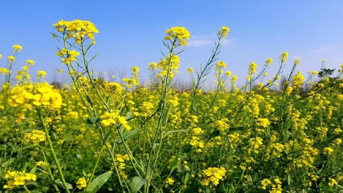 रबी सीजन में खेत में खड़ी सरसों की फसल