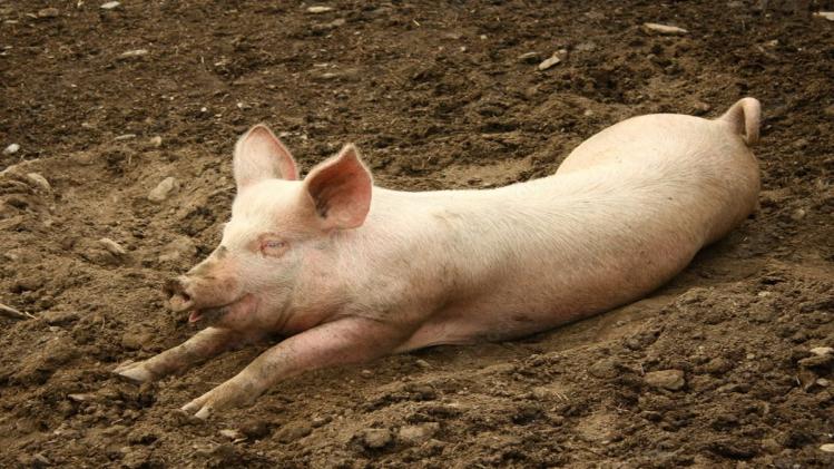 मध्य प्रदेश के शिवपुरी में सूअरों को मारने का आदेश, जानें क्या है वजह