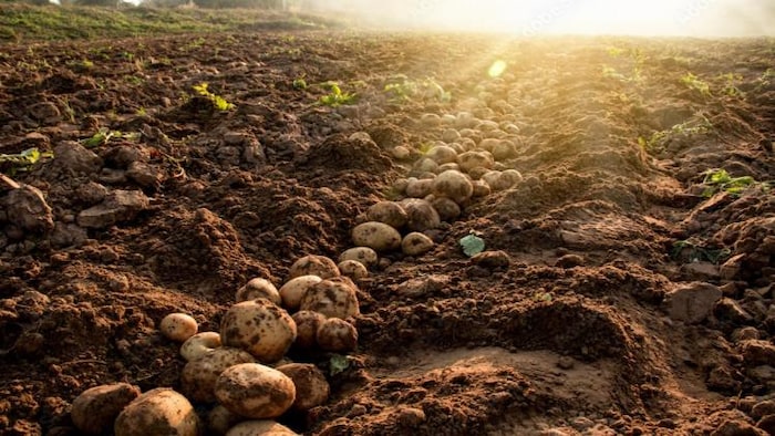 आलू के खेत से निकाले अगले साल के लिए बीज, फोटो साभार: Freepik