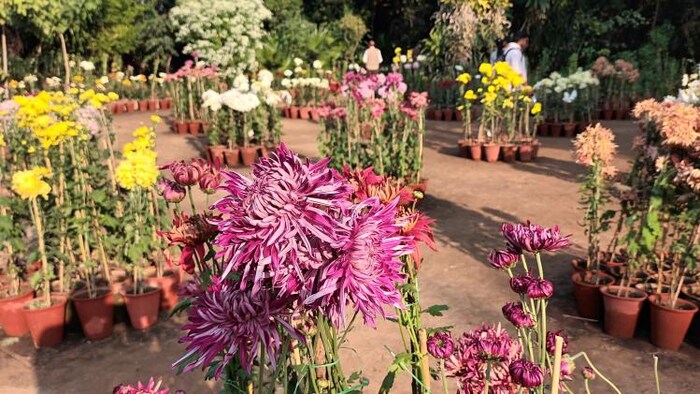 फूलों का एक बगीचा.