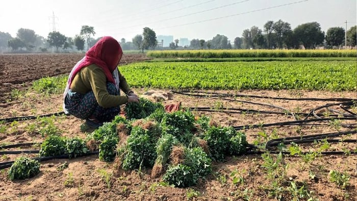 खेत में काम करती एक महिला किसान. फोटो- किसान तक