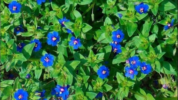 नील की खेती का इतिहास