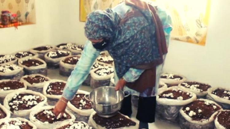 मशरूम की खेती में क्रांति लाने के लिए शुरू की जाएगी PRYMC प्रोजेक्ट (तस्वीर, साभार: एएनआई)