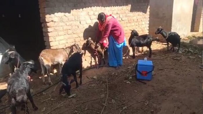 बकरियों का टीकाकरण करती डॉक्टर दीदी फोटोः किसान तक
