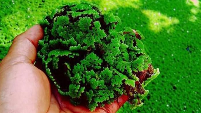 अजोला घास (azolla grass) से दुधारू पशुओं के अलावा पोल्ट्री में भी बड़ी मदद मिलती है