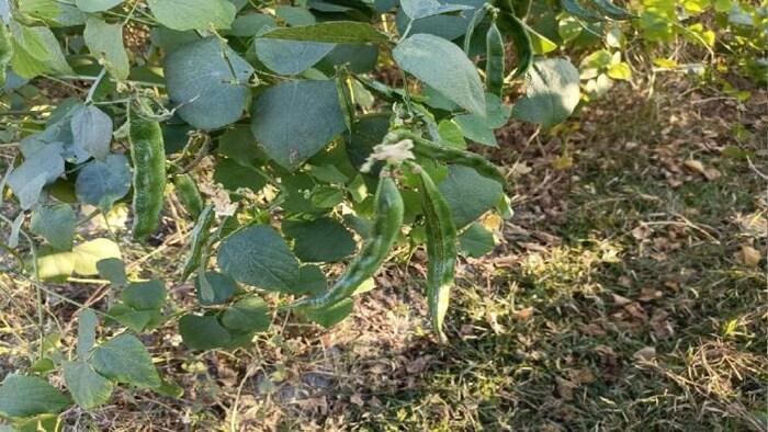 झारखंड के किसानों के लिए सलाह            फोटोः किसान तक