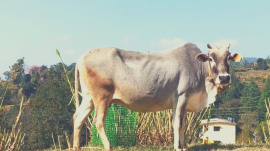 Badri Cow: 5500 रुपये किलो बिकता है 'बद्री' गाय का घी, दूध से होता है शुगर कंट्रोल Badri Cow: 5500 रुपये किलो बिकता है 'बद्री' गाय का घी, दूध से होता है शुगर कंट्रोल