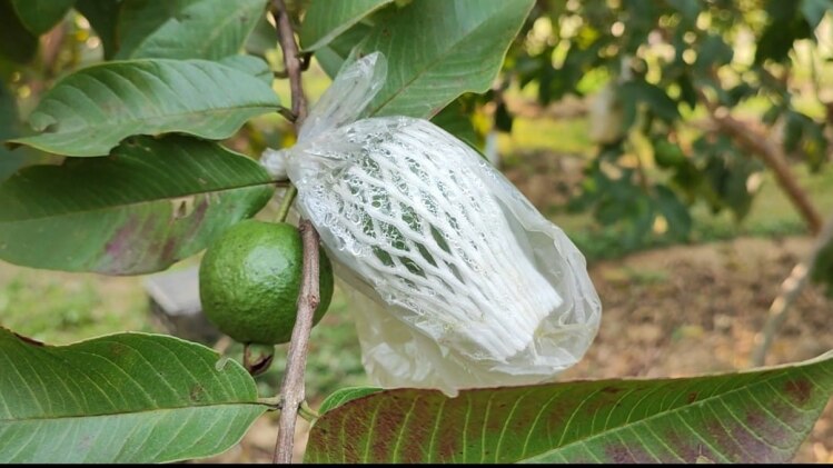 बागवानी के लिए बैगिंग तकनीक