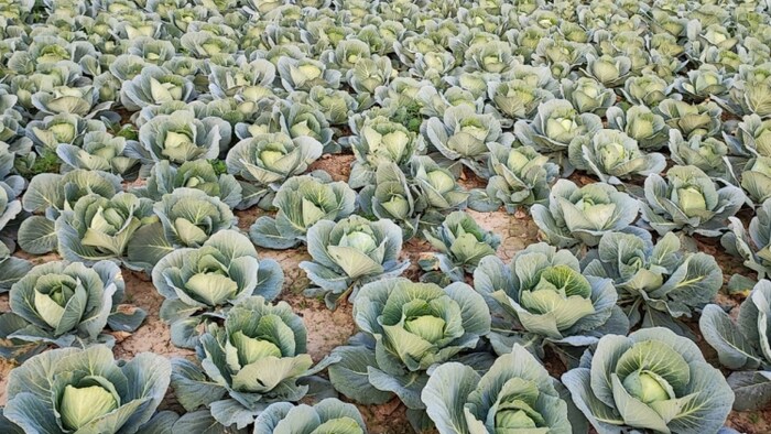 गोभी खेती बनी घाटे का सौदा