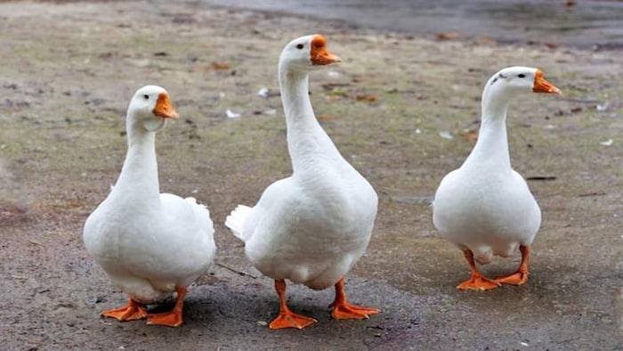 बत्तख पालन से करें मुनाफा, फोटो साभार: freepik