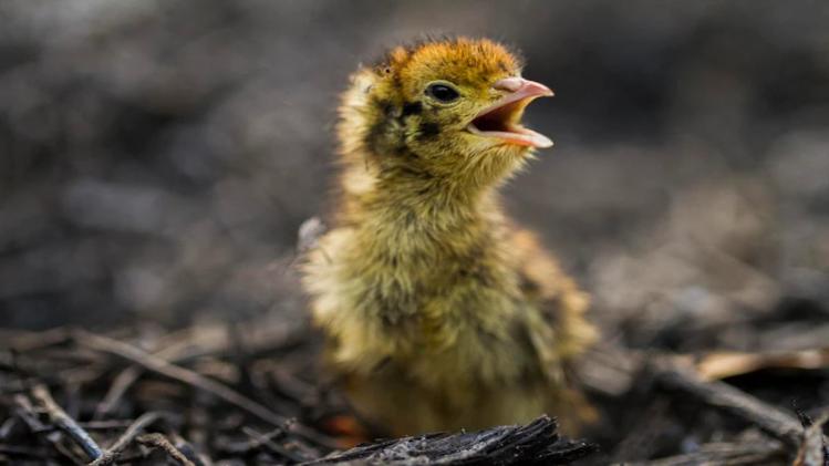 पशुपालक करें बटेर का पालन होगा मुनाफा, फोटो साभार: freepik