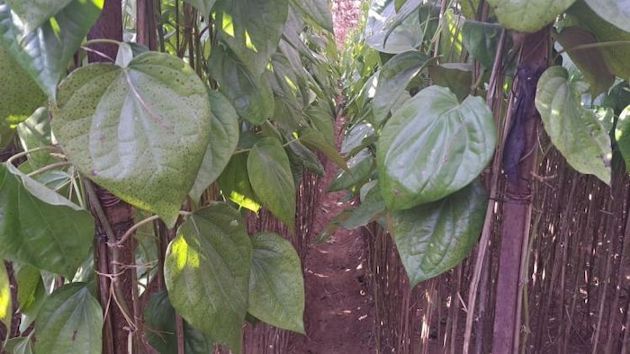 करौली के मासलपुर में पान की खेती अपने अंतिम दौर में है