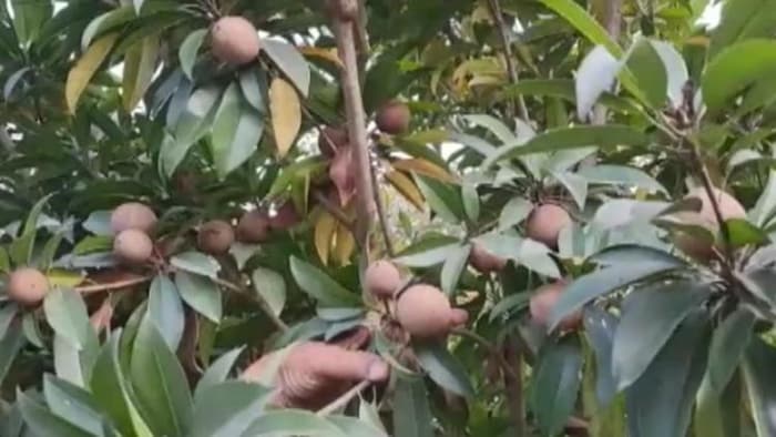 बिहार में चीकू की खेती